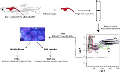 Depletion of tet2 results in age-dependent changes in DNA methylation and gene expression in a zebrafish model of myelodysplastic syndrome